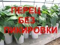 Перец без пикировки -подсыпка земли к сеянцам. 2 часть