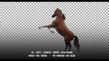 Red horse rearing. Isolated animation. Alpha channel included.