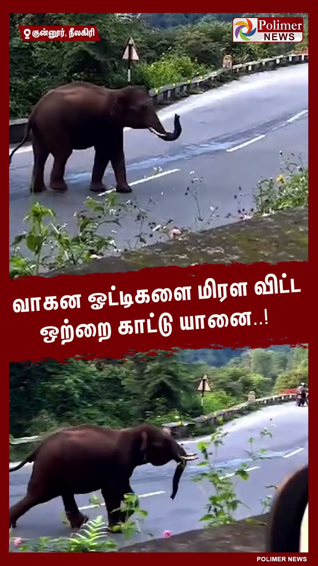 வாகன ஓட்டிகளை மிரள விட்ட ஒற்றை காட்டு யானை..!  #shorts