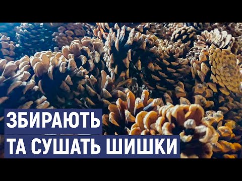 На Кіровоградщині лісівники зібрали та сушать 750 кг шишок