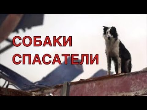 Собаки спасатели. Породы собак спасателей их описание, особенности дрессировки