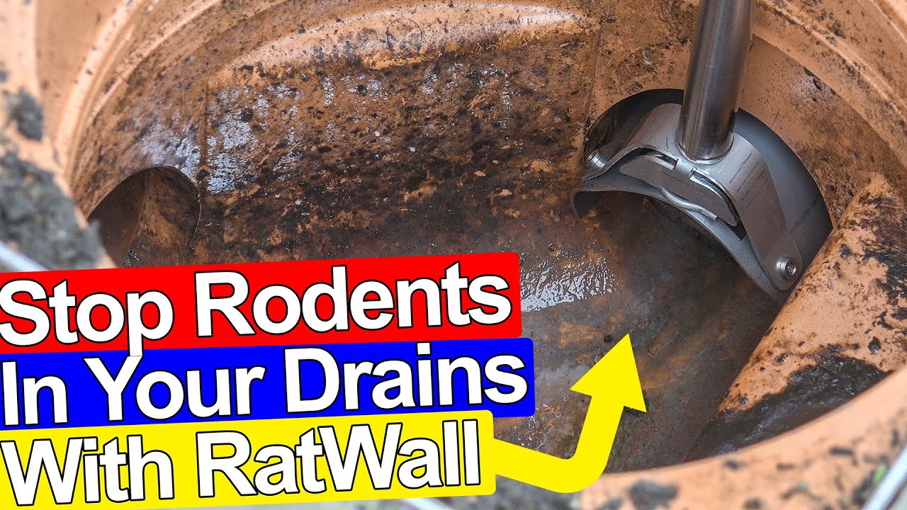 Stop Rats Getting In Your Drains And House Ratwall Youtube