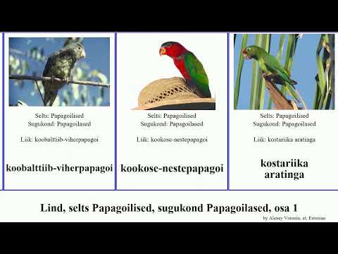 Lind, selts Papagoilised, sugukond Papagoilased, osa 1 värbpapagoi bird chaco aratinga kostariika