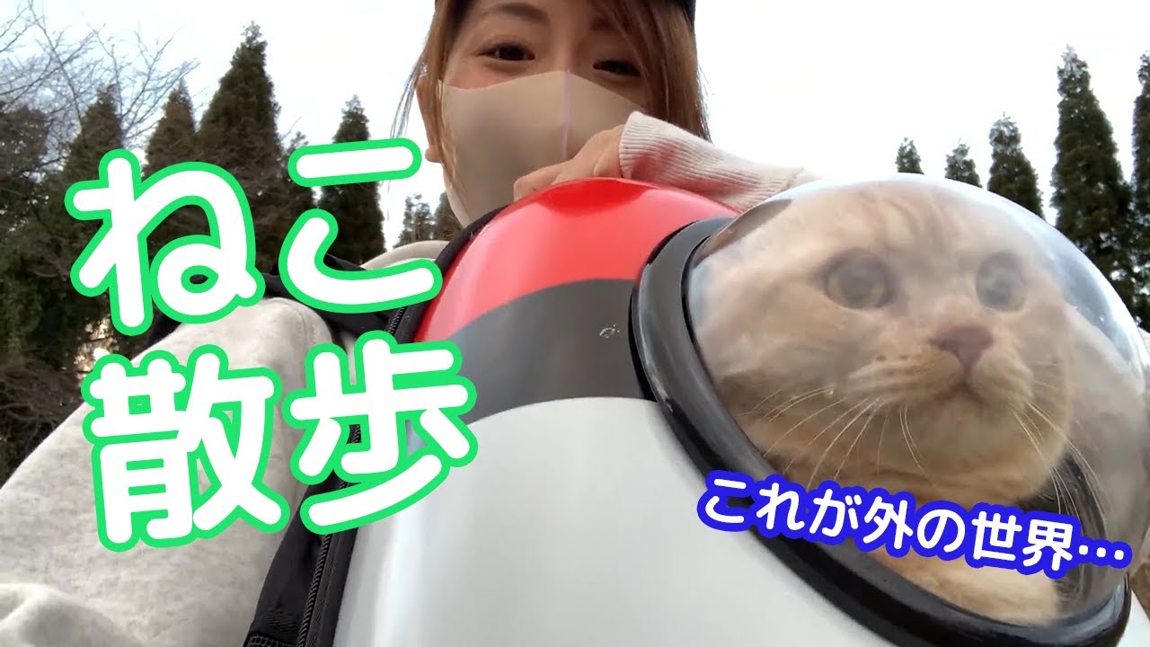 猫用リュックでお散歩 ねこ様に外の世界をお見せした反応は Youtube