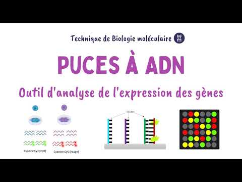 Vidéo: A quoi peuvent servir les puces à ADN ?