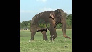 Massive Elephant At The Kaudulla National Park | カウドゥラ国立公園の巨大なゾウ | Elephant | Animals #Shorts