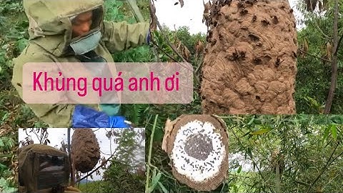 Chinh phục 2 tổ ong chân vàng cuối mùa # nhịp sống rừng núi