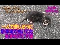 【子猫 総集編】駐車場で淋しそうに鳴いていた子猫の保護記録まとめ