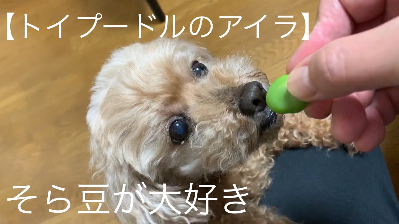 そら豆が大好き トイプードルのアイラ ごとうのｂ級グルメ旅 ペット動画編 犬を飼っていると楽しい Youtube