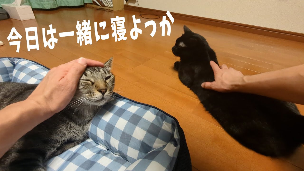 トラ猫ゴロー Woobia ウービア 【じゃれる茶トラ子猫】 (幅23cm×奥行14cm×高さ