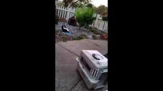 Skunk Pays a Visit to Our Front Yard