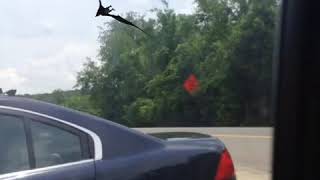 Pterodactyl Caught On Camera