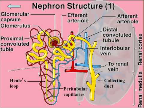 Renal System - Physiology - Part 1 (Brief Anatomy Overview) - YouTube