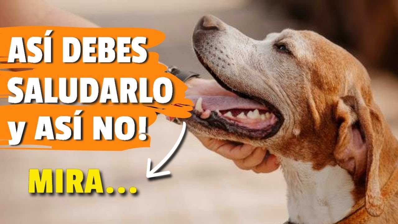 ✔️ Cómo SALUDAR a un PERRO de forma SEGURA y ❌ Cómo NO SALUDARLO