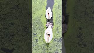Duck & Cat's Notification Life: The Ultimate Standoff!