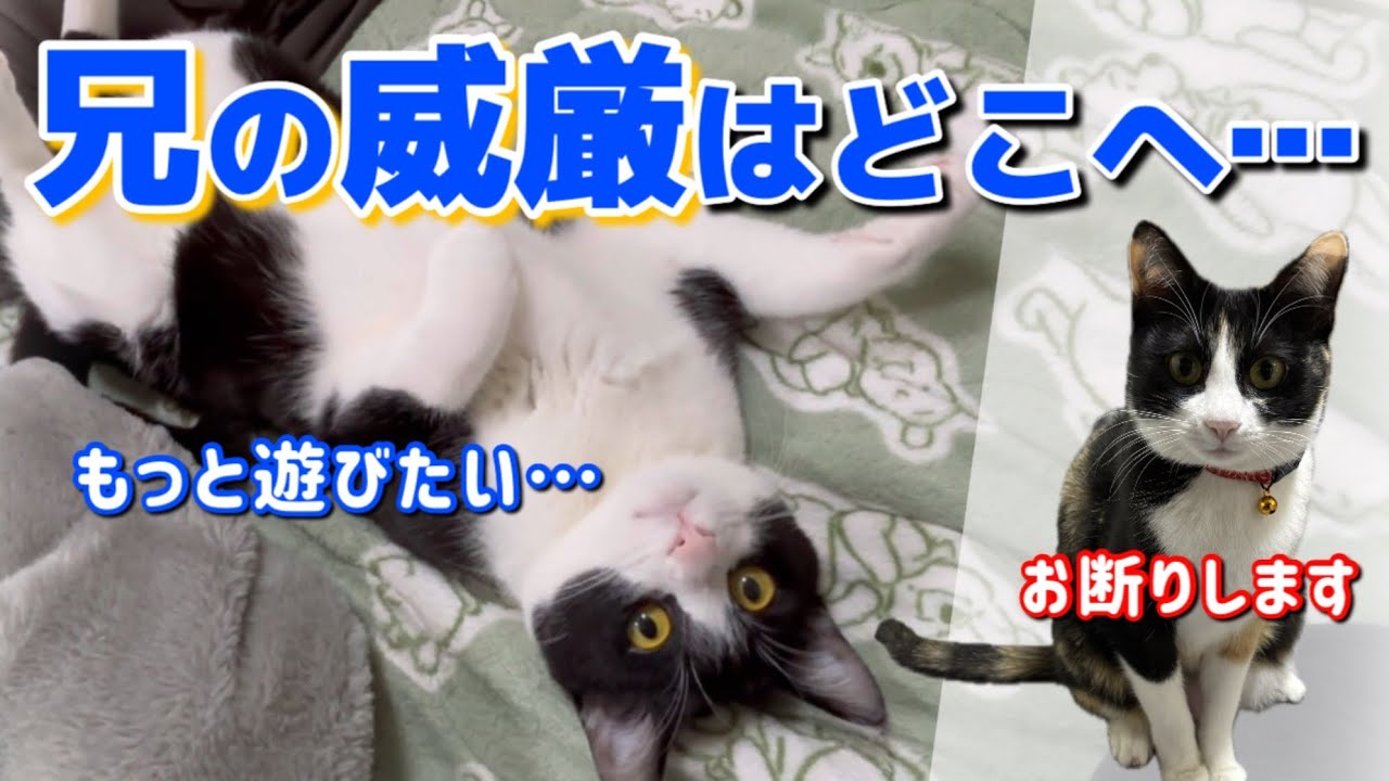 【兄の威厳ゼロ】遊びたいけど相手にしてもらえない兄猫がせつなすぎた