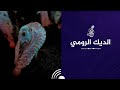 انتاج افراخ الديك الرومي الفسيفس في الموصل  mp3