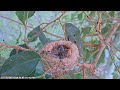 Olive feeds her 8 and 9 day old hummingbird chicks then hangs out and then one does wing floppies