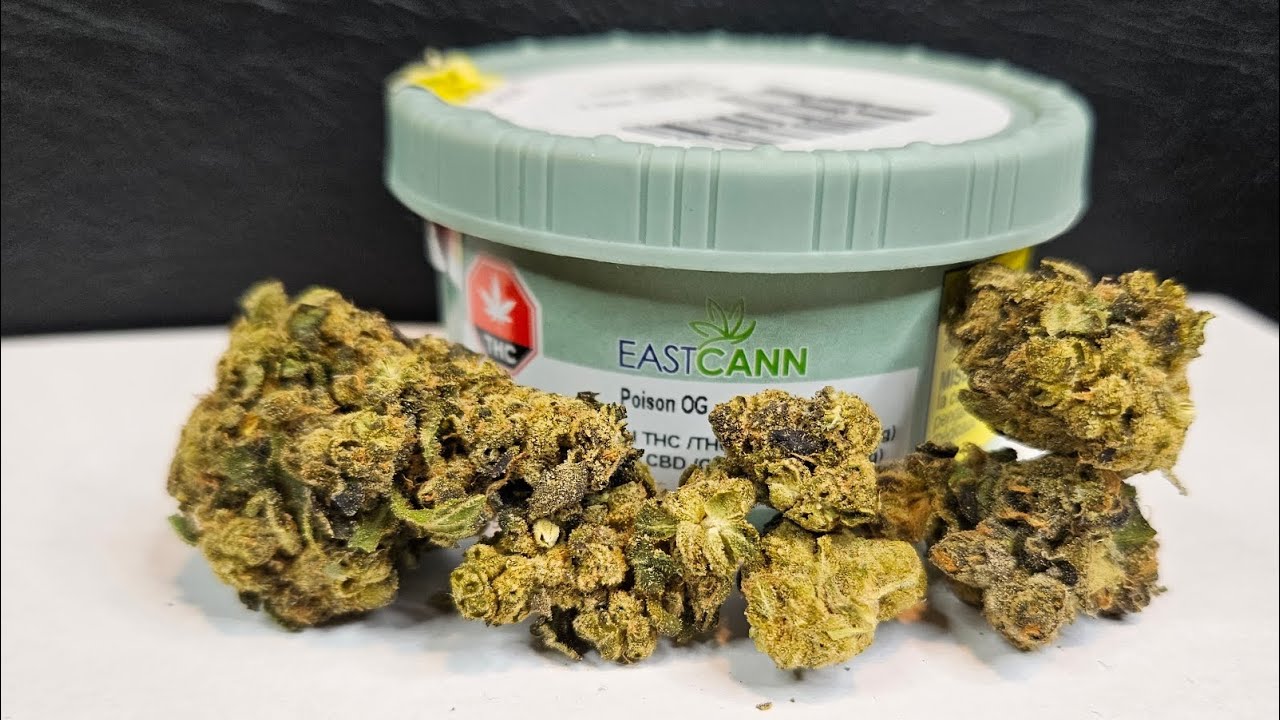 Strain Review Poison OG By Eastcann