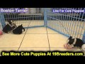 Boston Terrier, Puppies For Sale, In, Kent, Washington, WA, Bainbridge Island, Mercer Island, Maple Boston Terrier, Puppies For Sale, In, Kent, Washington, WA, Bainbridge Island, Mercer Island, Maple