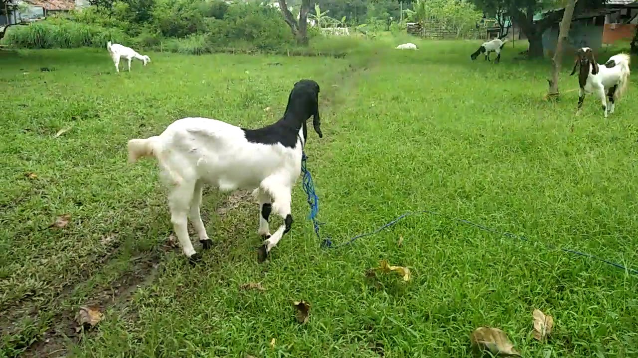 Kambing etawa kaligesing subang 