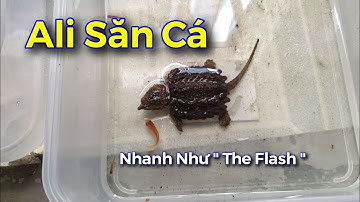 Vlog#16 | Rùa Aligator Săn Mồi Như Common ?