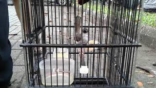 Ciblek Bogor #Rawing (RW) -(CiblekManiaBogor)