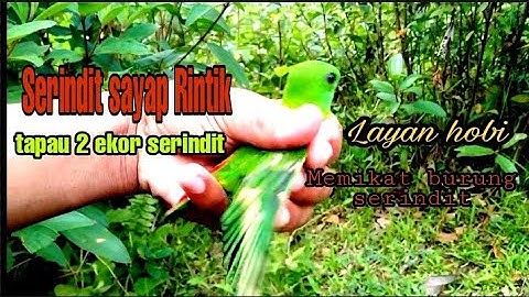#TANAK KINABATANGAN# Layan hobi , memikat burung serindit ....