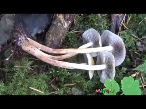 Гифолома серопластинчатая.  Ложные опята. Лучше их не есть.