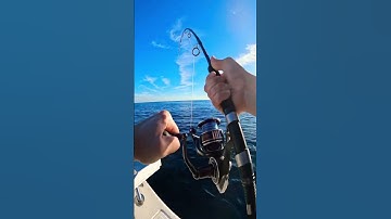 Bluefin Tuna Spin Gear Offshore Fishing