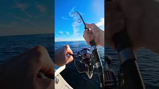 Bluefin Tuna Spin Gear Offshore Fishing