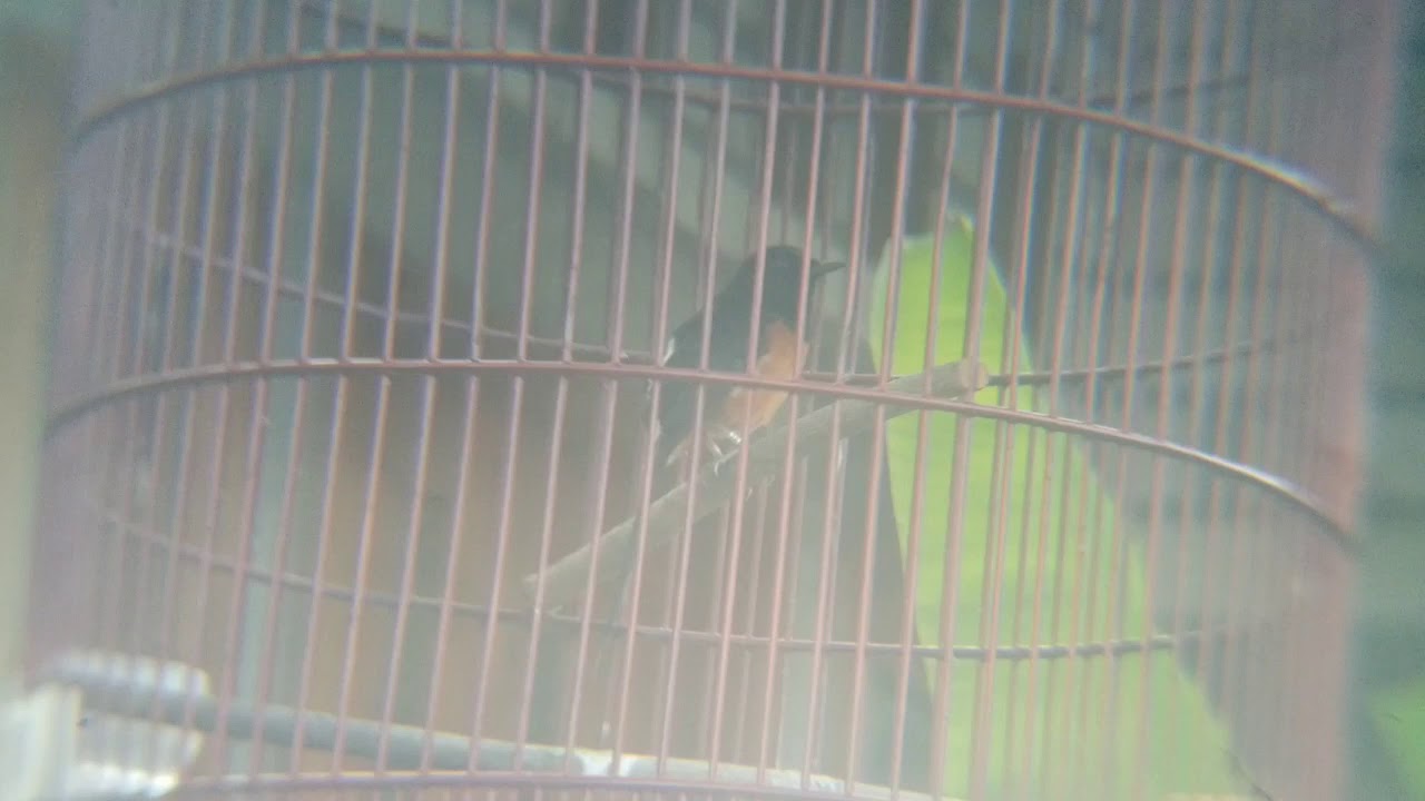 Murai Batu Ekor Hitam "Jugala" 