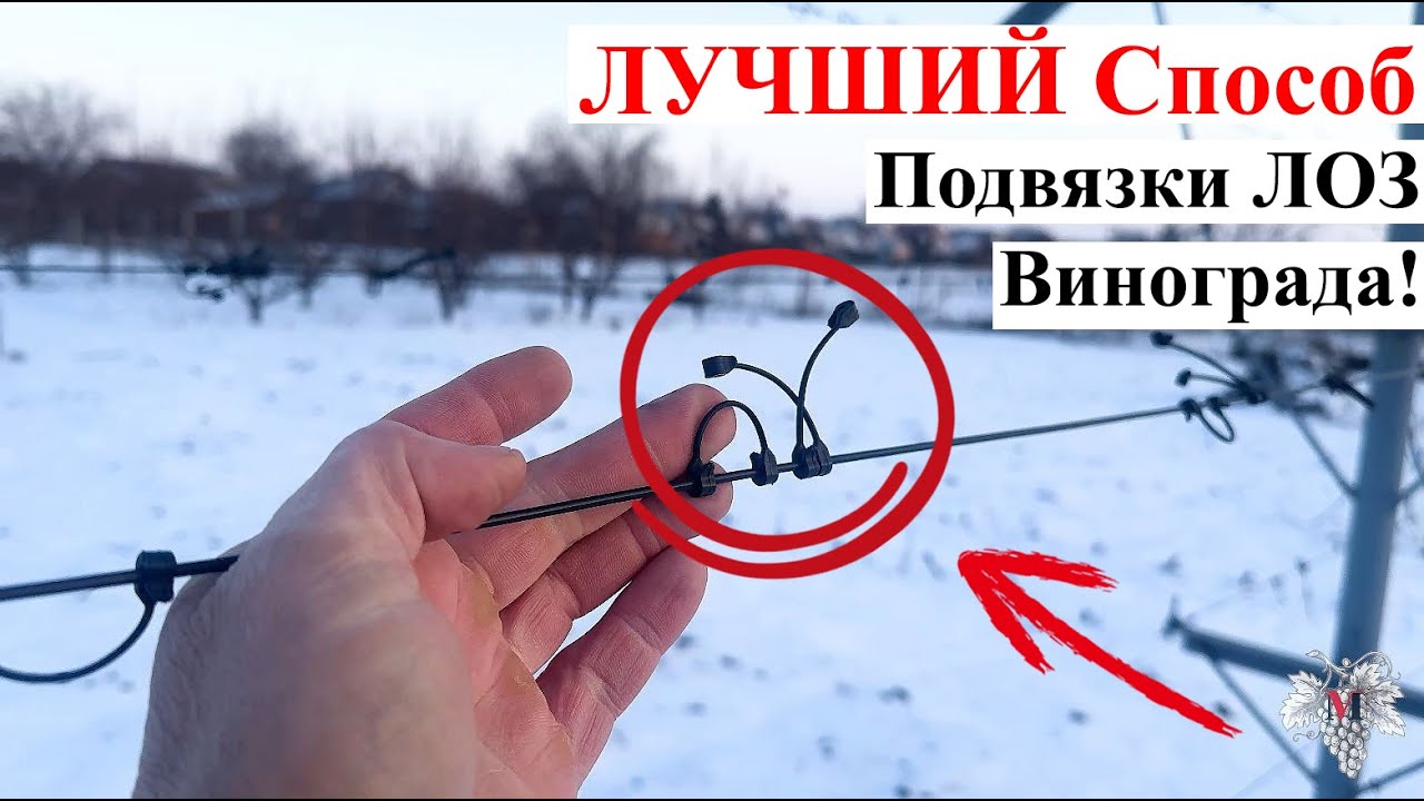 ОДИН из ЛУЧШИХ СПОСОБОВ Фиксировать ЛОЗЫ ВИНОГРАДА на ШПАЛЕРЕ