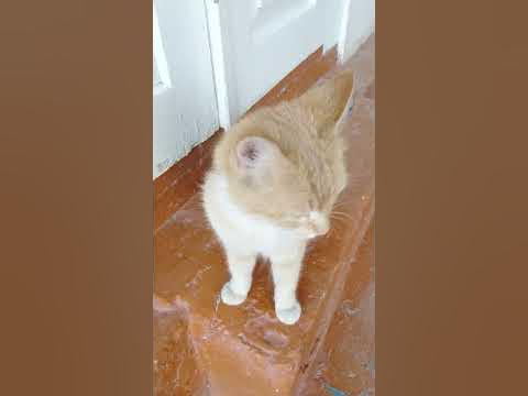 Tabiatdagi etuk ayol fotosurati Ginekolog ayolni orgazmga olib keladi.