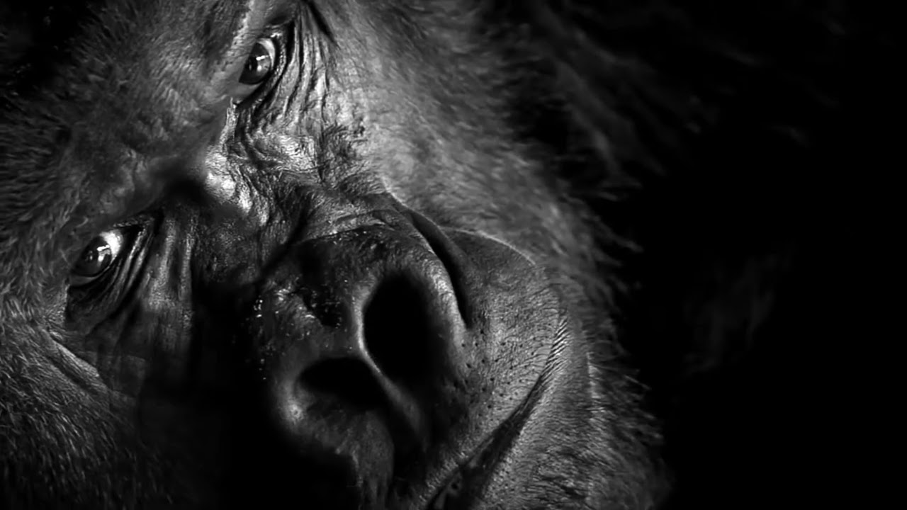 Tenax   Italian Hair Styling Products for Men (Gorilla)