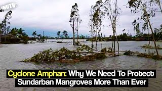 Cyclone Amphan: Why Is It Essential To Protect Sundarban Mangroves