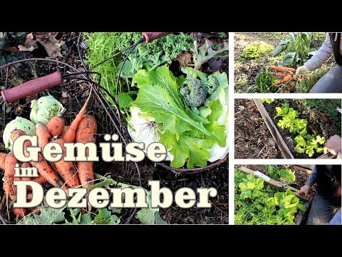 Video: Wie Man Im Winter Gemüse Anbaut