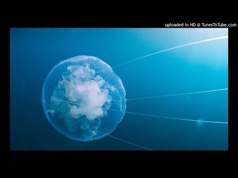 Voyage of Time