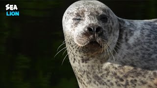 Extremely Good-Looking Sea Lion