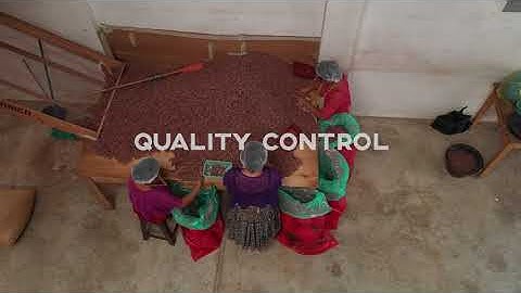 Quality Control of Cacao