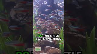 3 Ways Your Aquarium Looks Amazing With Schooling Fish