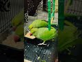 day - 33 Pyar mein dhoka? 💔🦜 #funny #shorts #parrots