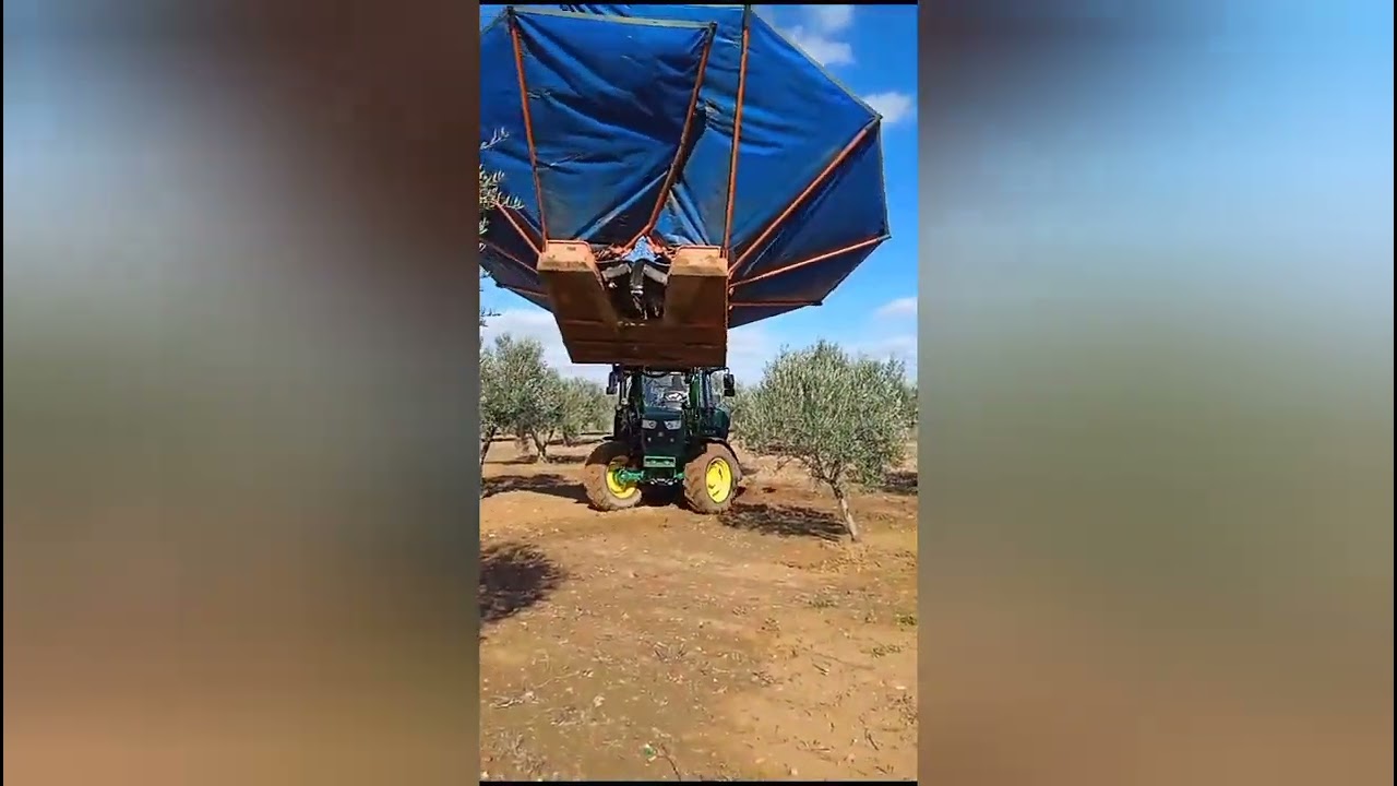 Recolección de aceitunas con paraguas Noli.Jhon deere 6120M.
