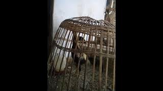suara ayam ketakutan