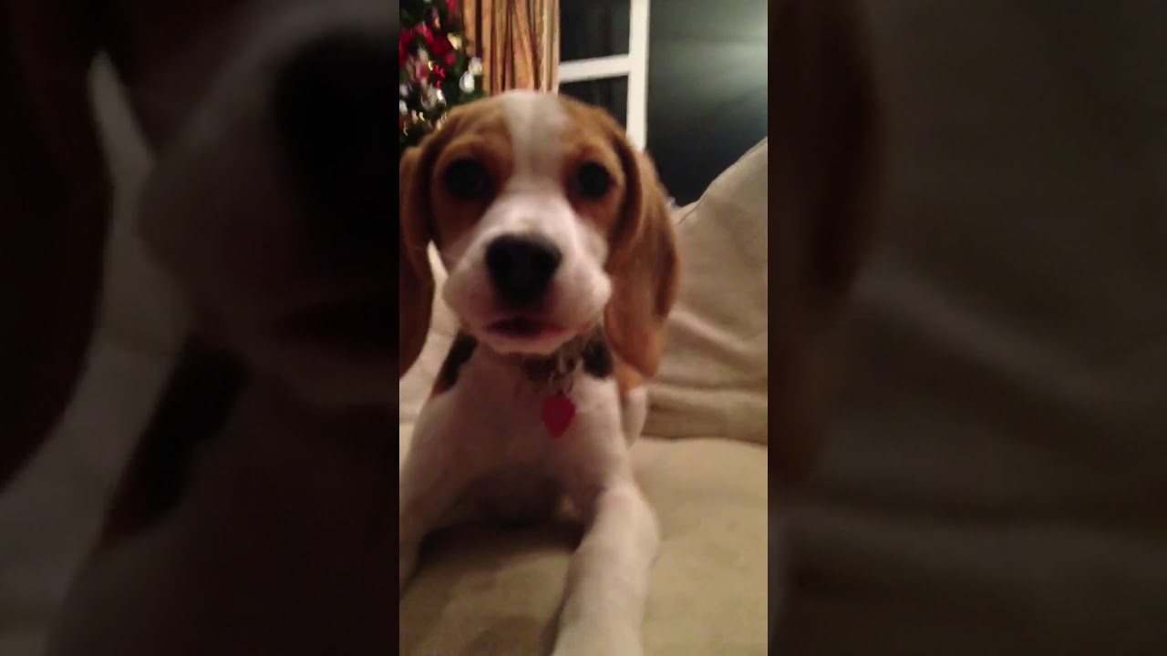 Beagle howling YouTube