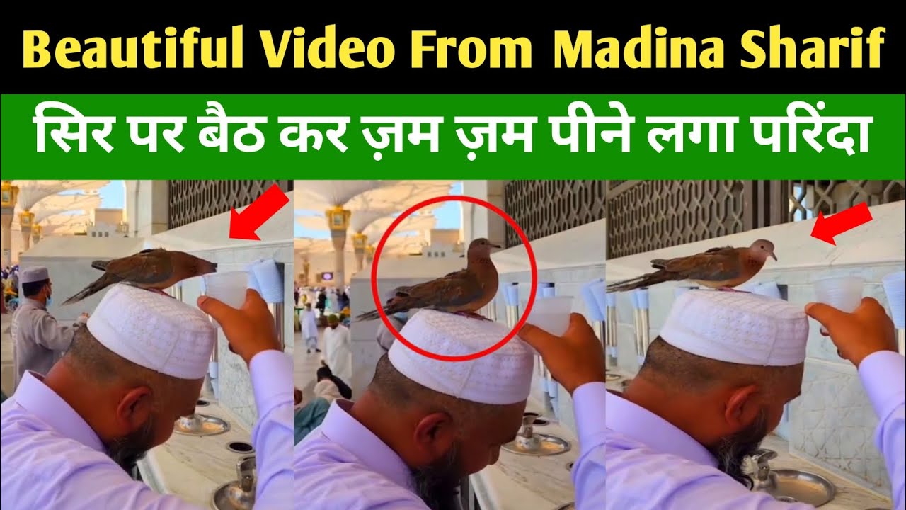 Beautiful Pigeon Viral Video From Madina Sharif! Zam zam! HK Knowledge 