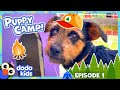 Why Are These Rescue Puppies At Sleepaway Camp?! | Dodo Kids | Dog Days Of Summer Camp | Episode 1