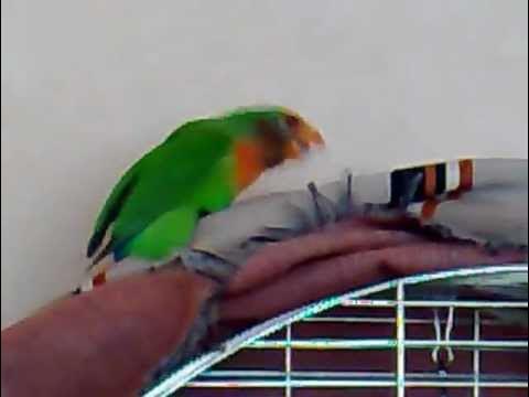 Попугай врезался в стену. Что делает этот попугай. Маникюр попугай. Попугай дома. Что делает этот попугай.