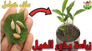طريقة زراعة الهيل أو الحبهان من البذور