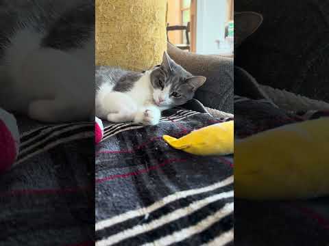 Baby Cat's Monday Vibes